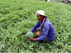 Sóc Trăng eyes expansion of net-house vegetable farming