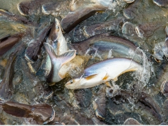 Trường hợp cải thiện an toàn sinh học tại các trang trại chăn nuôi cá da trơn Việt Nam
