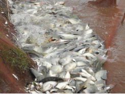 Nghề nuôi trồng thủy sản ngày càng phát triển tại Bắc Ninh