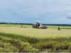 Will technical barriers imposed by the Philippines create difficulties for Vietnam’s rice