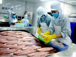 Xuất khẩu cá tra sang Trung Quốc dự báo tiếp tục gặp khó