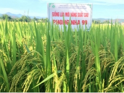 Giống lúa mới triển vọng Phong Nha 99