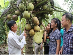 Trà Vinh District gets brand certifications for specialty agricultural products