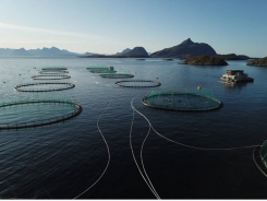 Cá hồi Hoàng gia Na Uy phát tín hiệu báo động về khả năng bùng phát dịch thiếu máu cá hồi