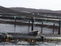 Salmon sector faces scrutiny over seal deterrents