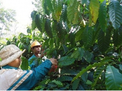 PPP model effective for sustainable coffee production in Dak Lak province