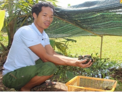 Kiếm hàng trăm triệu từ nuôi ốc nhồi tại Nam Định