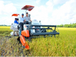 Sản xuất cánh đồng lớn nâng cao chất lượng lúa gạo