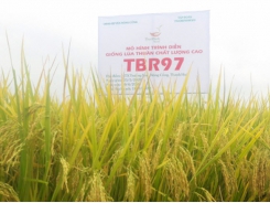 Lúa thuần TBR97 tại tỉnh Thanh Hóa đạt năng suất trên 67 tạ/ha