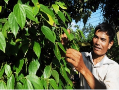 Enterprises call for help to re-export black pepper stuck in Nepal