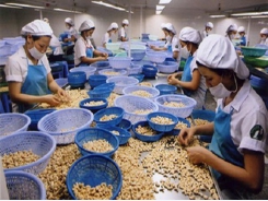 Cashew export prices suffer drop to low levels
