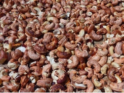 Small cashew nut processors shut down as raw material becomes too expensive
