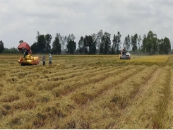 Bạc Liêu expands cultivation of world’s best rice varieties