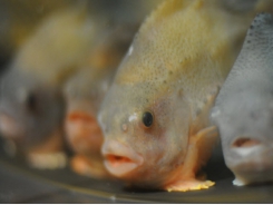 Lumpfish study counters cleaner fish critics