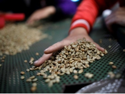 Asia Coffee-Vietnam stocks low; trade picks up in Indonesia