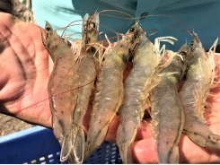 In vitro protein digestibility of a microbial-enhanced protein for juvenile white shrimp