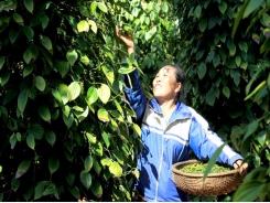 Viet Nam unlikely to reach pepper export target this year