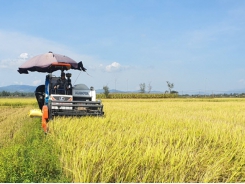 Lúa mô hình nông nghiệp thông minh đạt năng suất cao