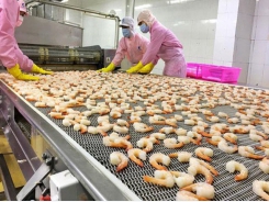 Shrimp exports increase 5.7 percent in first half of 2020