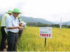 Giống lúa TBR97 đạt năng suất trên 8 tấn/ha tại Đắk Lắk