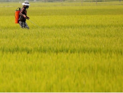 Asia Rice-Virus slows Indian exports; heavy flooding hits Bangladesh