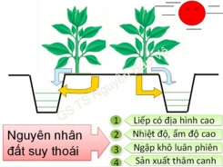 Cải tạo đất liếp vườn cây ăn trái