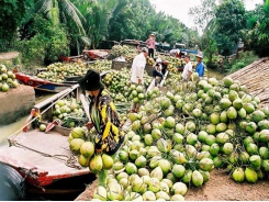 Bến Tre to solicit investment in hi-tech agriculture