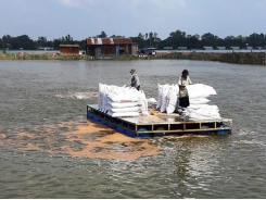 Low pangasius prices cause heavy losses for farmers in Mekong Delta