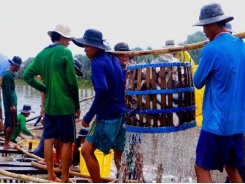 Vietnam's catfish industry experiencing tough days, no improvement expected this year