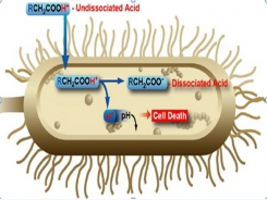Acid hữu cơ trong nuôi trồng thủy sản