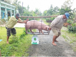 Livestock farming faces numerous difficulties