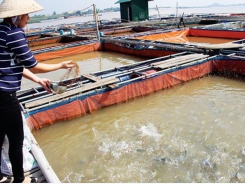 Kỹ thuật nuôi cá lồng bè trên sông