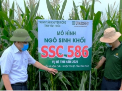 SSC 586 - giống ngô sinh khối 'khổng lồ' mới nổi