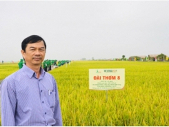 Vietnamese fragrant rice variety Dai Thom 8 proves superior