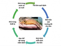 Chiến lược kiểm soát bệnh đốm trắng trên tôm