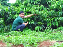 Revive coffee planting soil thanks to organic production