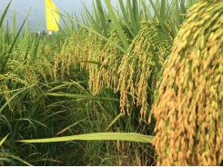 Another story about hybrid rice in Vietnam