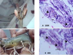 Pythium insidiosum - mầm bệnh nấm cơ hội trên tôm thẻ bố mẹ