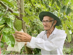 Converting inefficient rice land into fruit crops in Can Tho