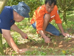 Launching plan for integrated plant health management