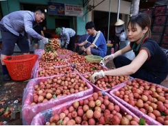 Bac Giang farmers launches first livestream on Sendo to sell lychee