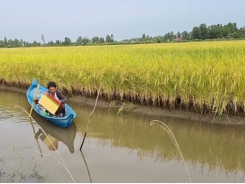 Irrigation systems at shrimp- rice farming areas are inadequate
