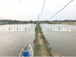 Solutions to effectively handle water pollution in shrimp farming