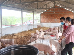 Mô hình chăn nuôi lợn an toàn sinh học