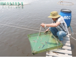 Shrimp farming with Semi biofloc technology for dual benefits
