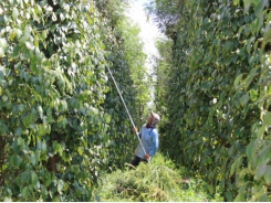 Growing pepper 'following nature'