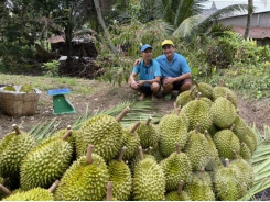 Mekong Delta farmers restructuring crop cultivation to better respond to climate change