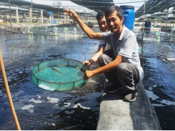 Fast water treatment technology boosts efficient shrimp farming