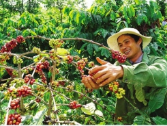 Vietnamese coffee: Sustainable development to enhance the position