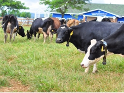 Special breeding procedure at European standard organic dairy farm